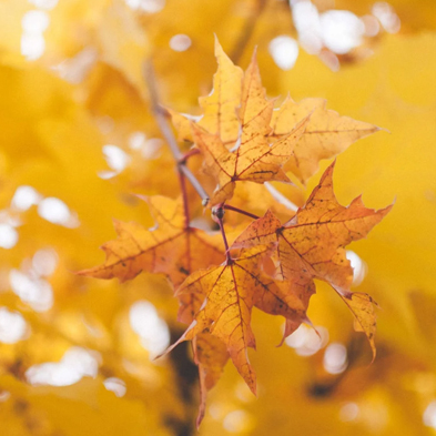 歲華已過半，  又到立秋時 